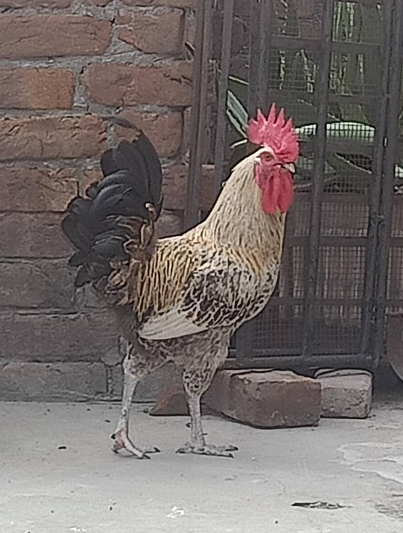 Desi murga 3