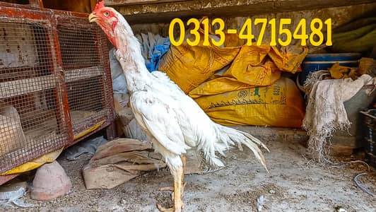 HEERA | HEERA MALE | QANDHARI | KANDHARI | PARROT BEAK| BREEDER |