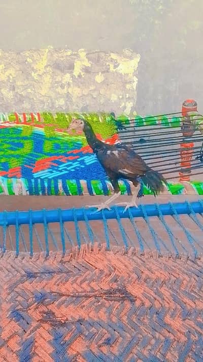 nasli murgi and pure mianwali murga pathe behyreen quality