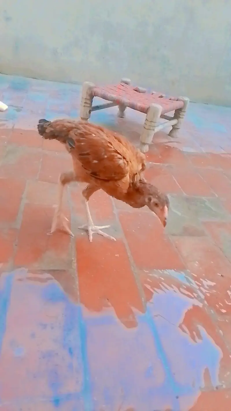 nasli murgi and pure mianwali murga pathe behyreen quality — photo 2