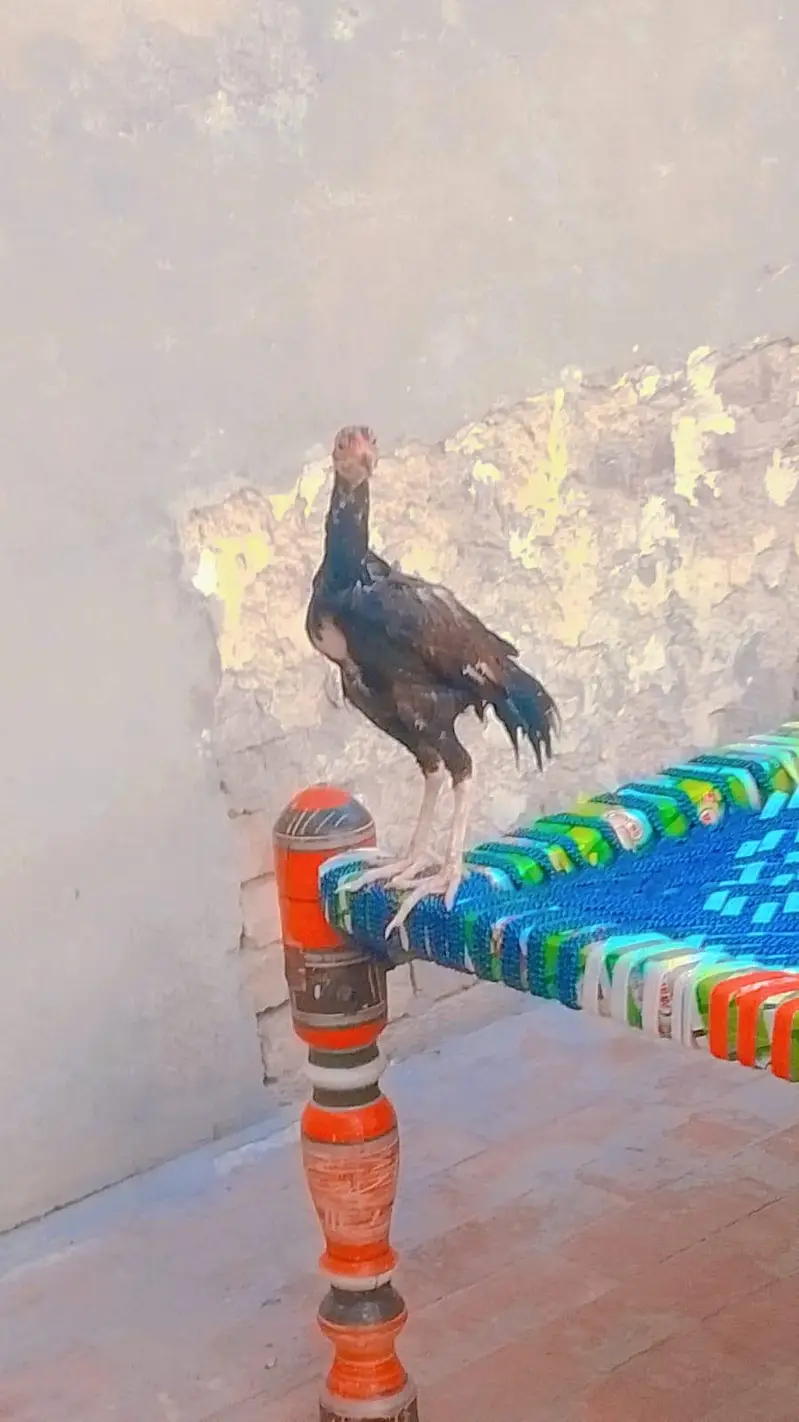 nasli murgi and pure mianwali murga pathe behyreen quality — photo 3