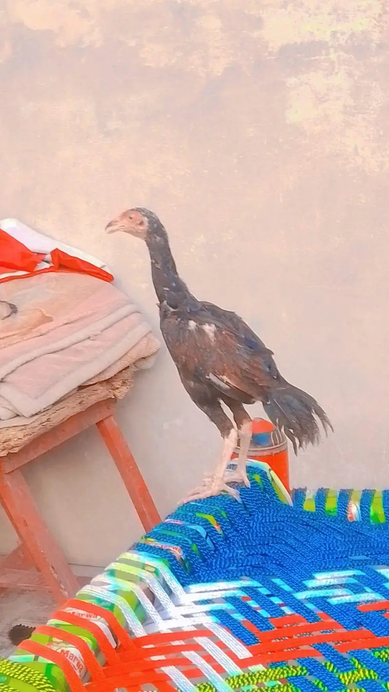 nasli murgi and pure mianwali murga pathe behyreen quality — photo 5