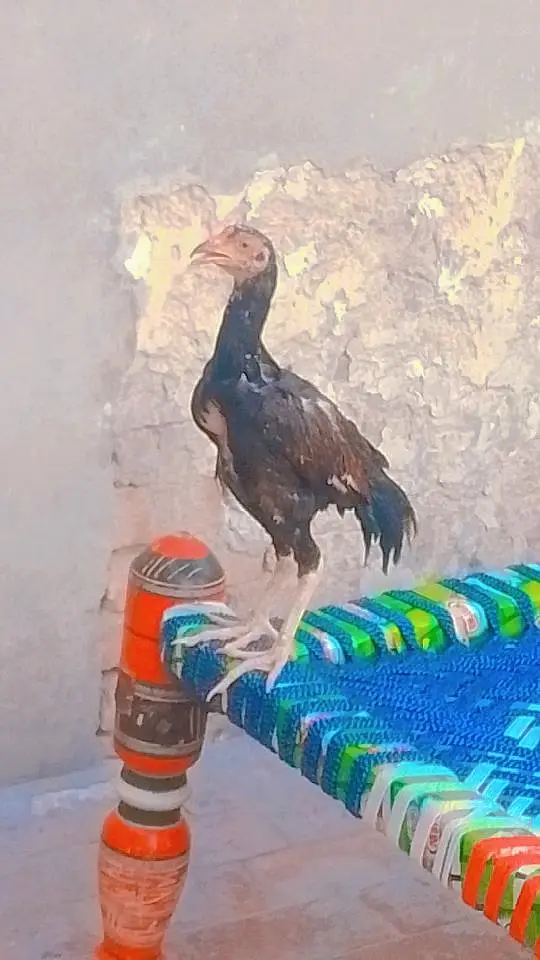 nasli murgi and pure mianwali murga pathe behyreen quality — photo 6