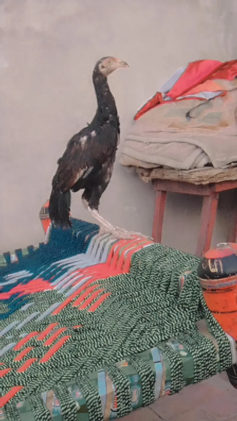 nasli murgi and pure mianwali murga pathe behyreen quality — photo 8
