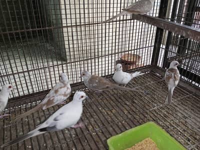 Pide Doves