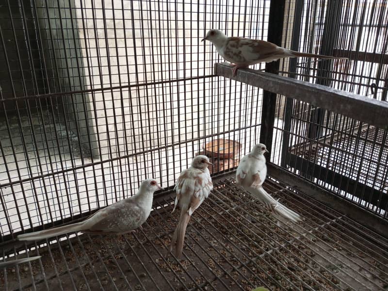 Pide Doves 1