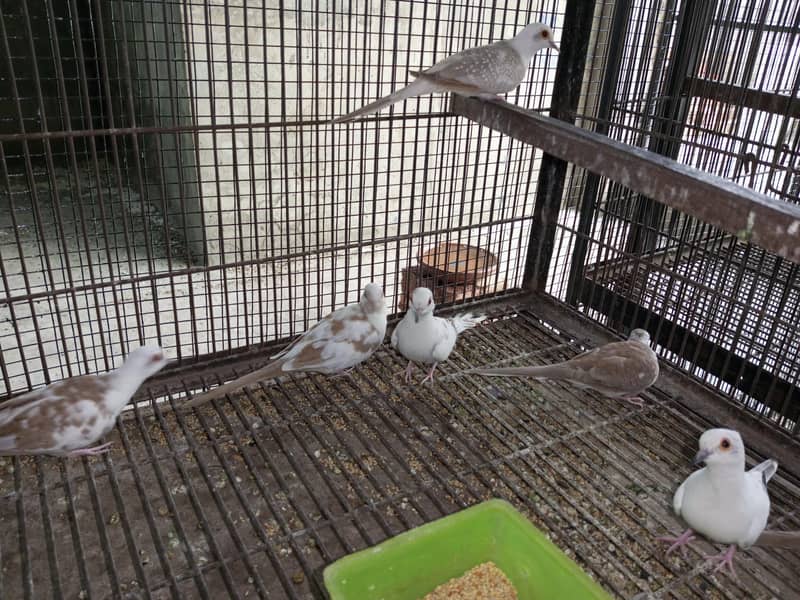 Pide Doves 2