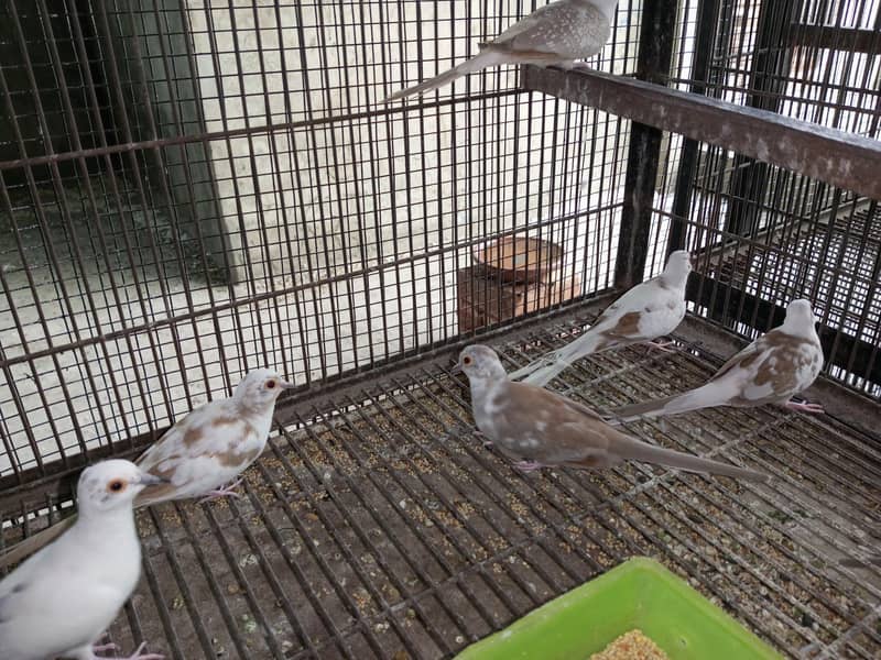 Pide Doves 3