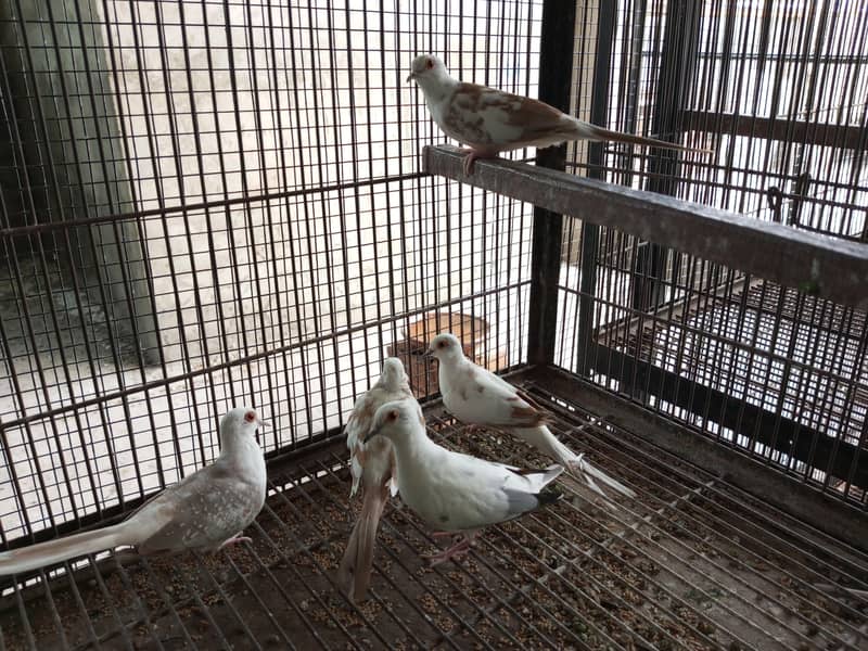 Pide Doves 4