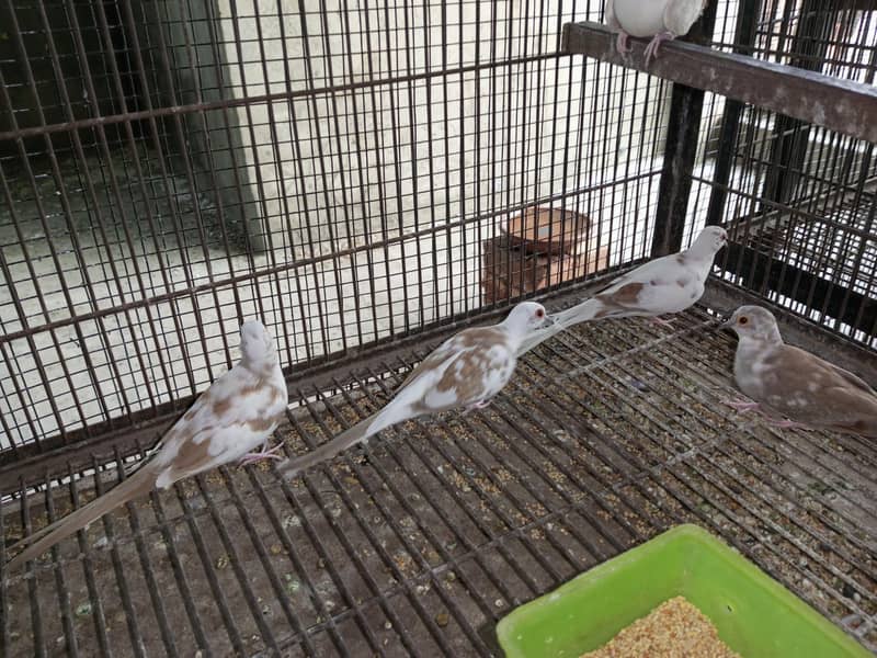 Pide Doves 5