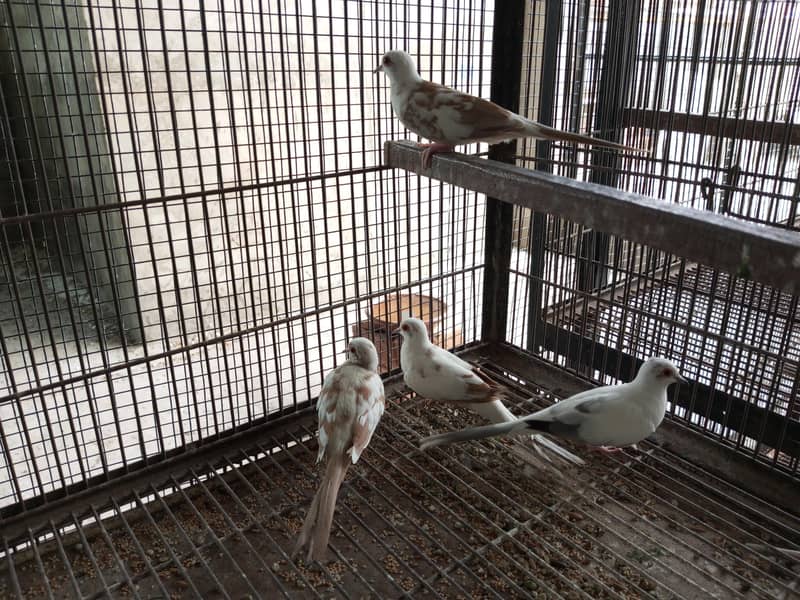 Pide Doves 6
