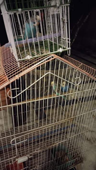budgie breeder pair