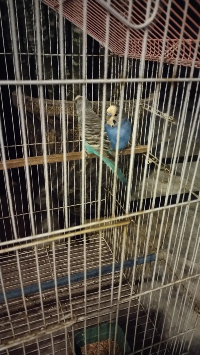budgie breeder pair — photo 2