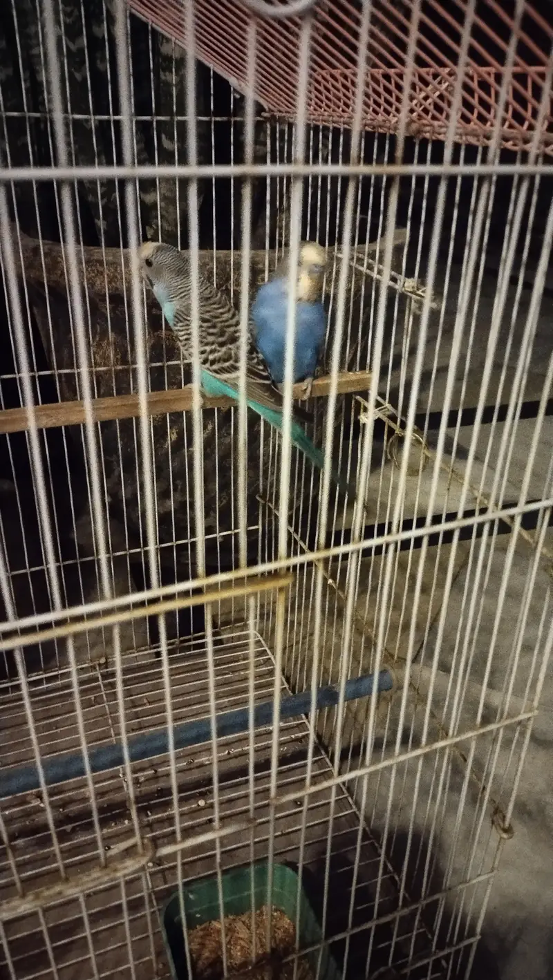 budgie breeder pair — photo 3