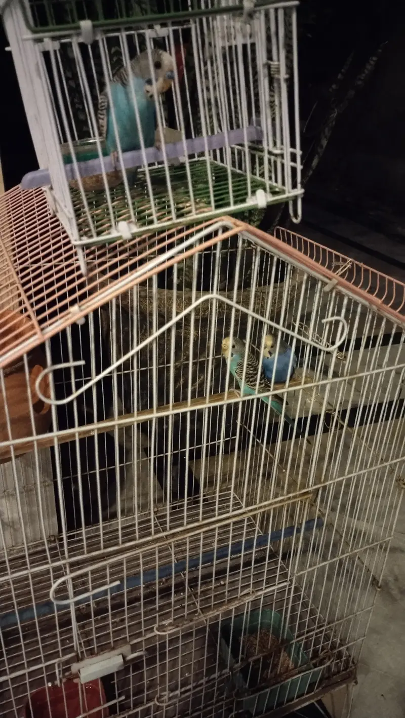 budgie breeder pair — photo 4