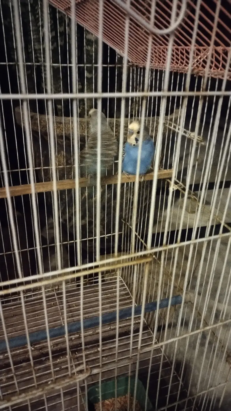 budgie breeder pair — photo 5