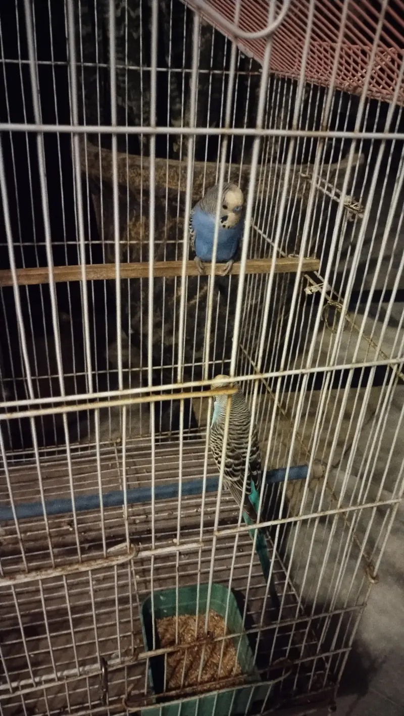 budgie breeder pair — photo 6