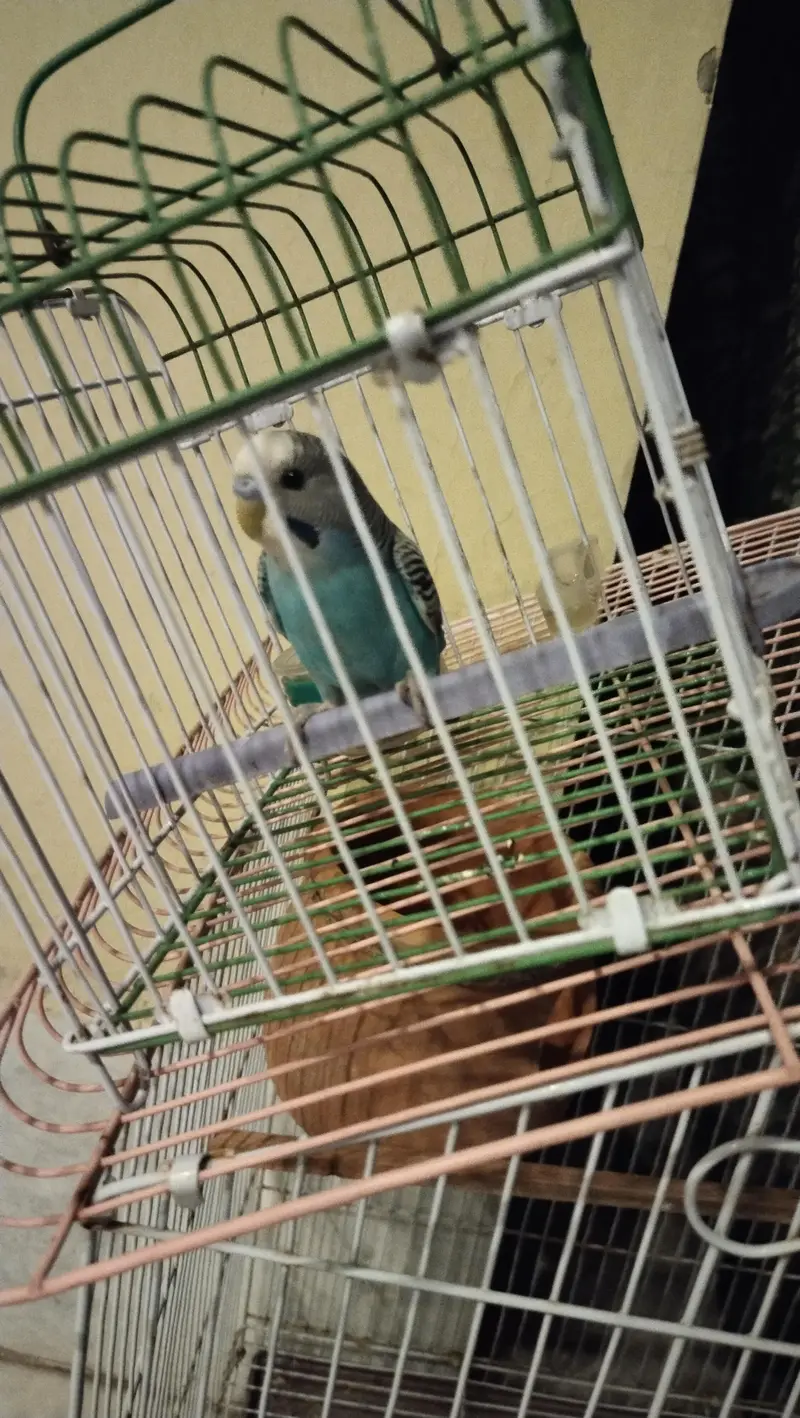 budgie breeder pair — photo 7