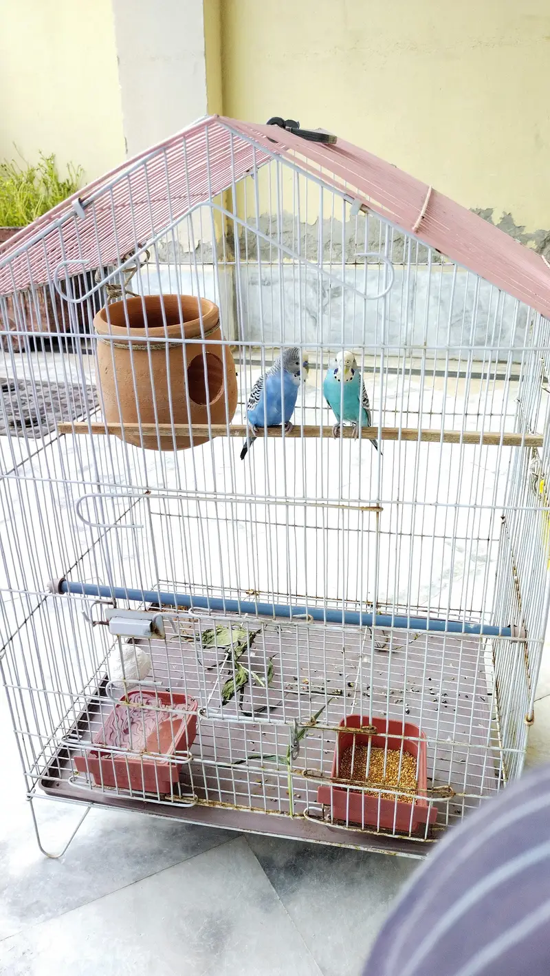budgie breeder pair — photo 8