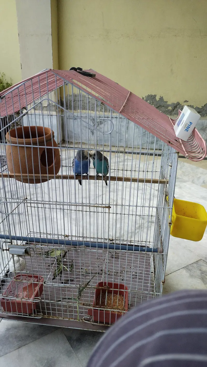 budgie breeder pair — photo 9
