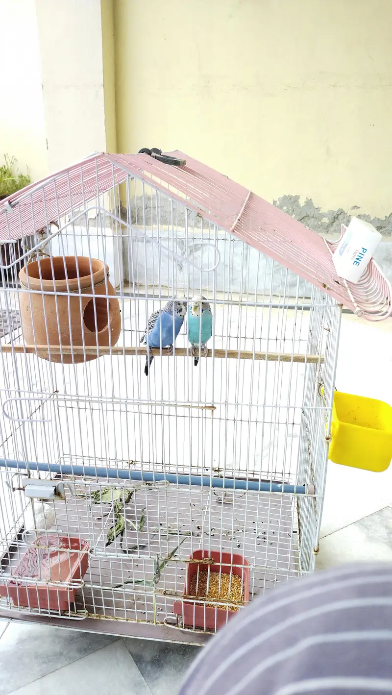 budgie breeder pair — photo 10