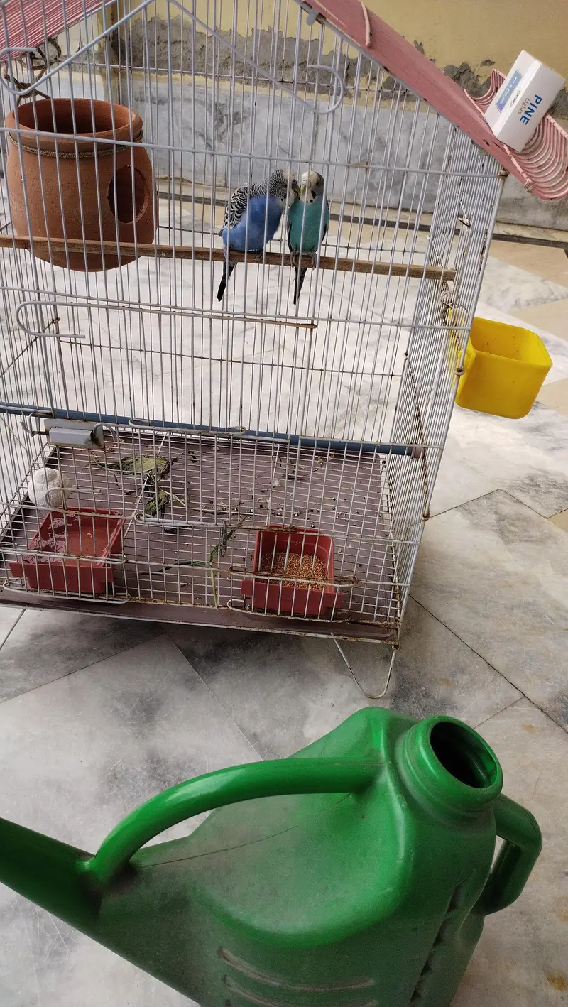 budgie breeder pair — photo 11