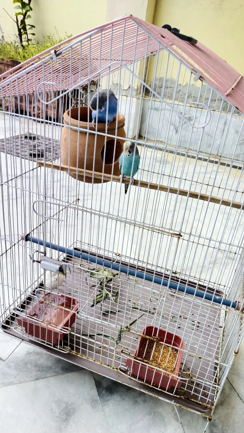 budgie breeder pair — photo 12