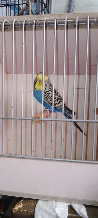 Hogo split bf Male