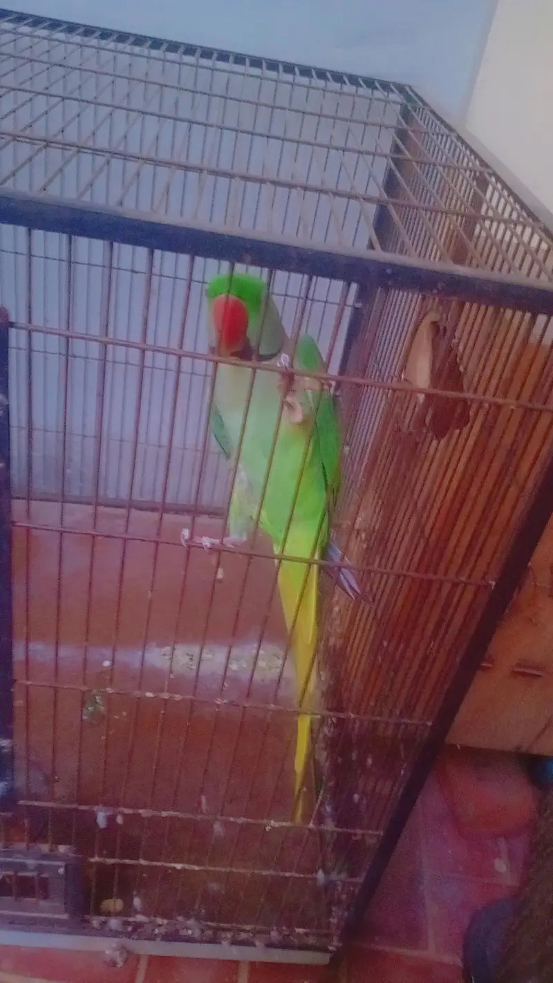 breedr pair ha bolta b ha whatsapp 03038180718 — photo 2