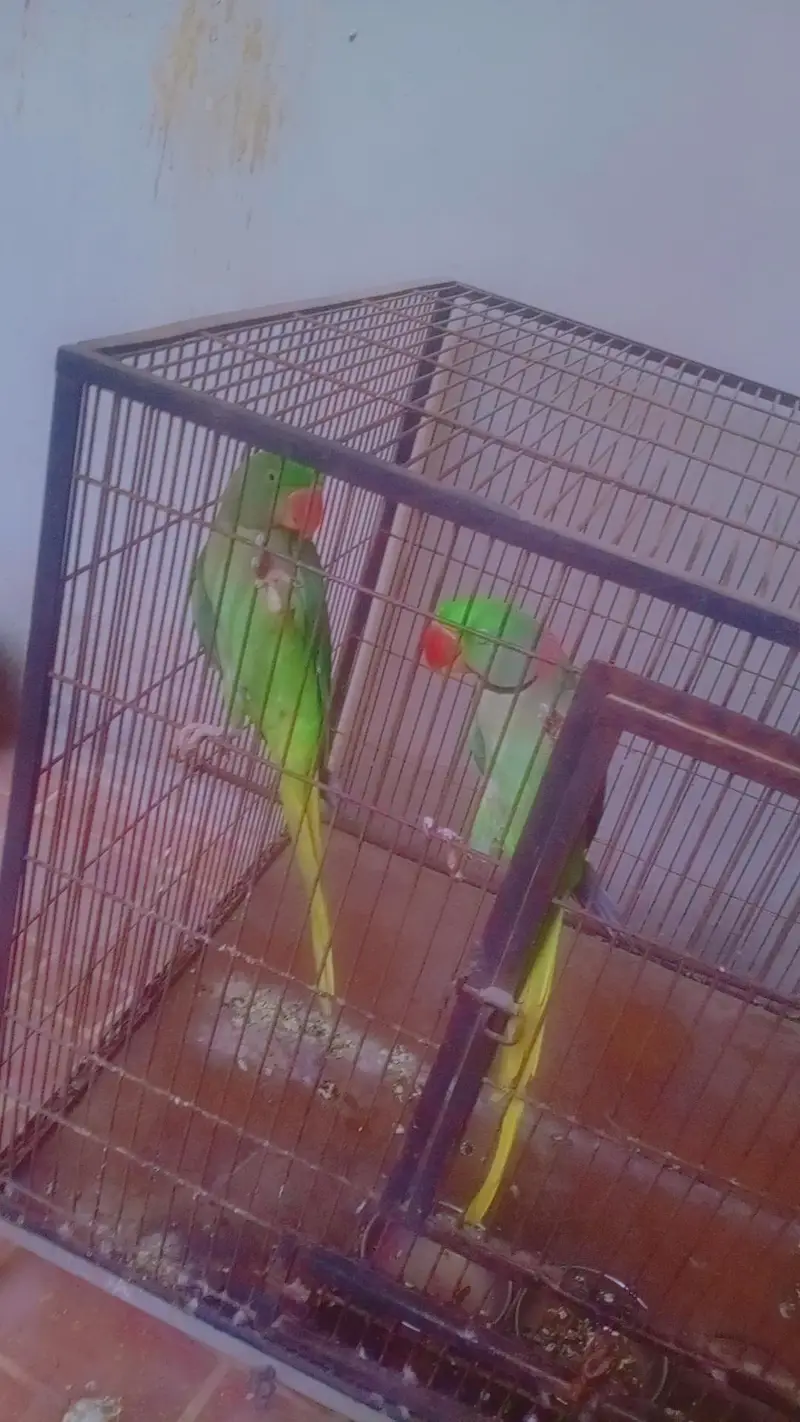breedr pair ha bolta b ha whatsapp 03038180718 — photo 3