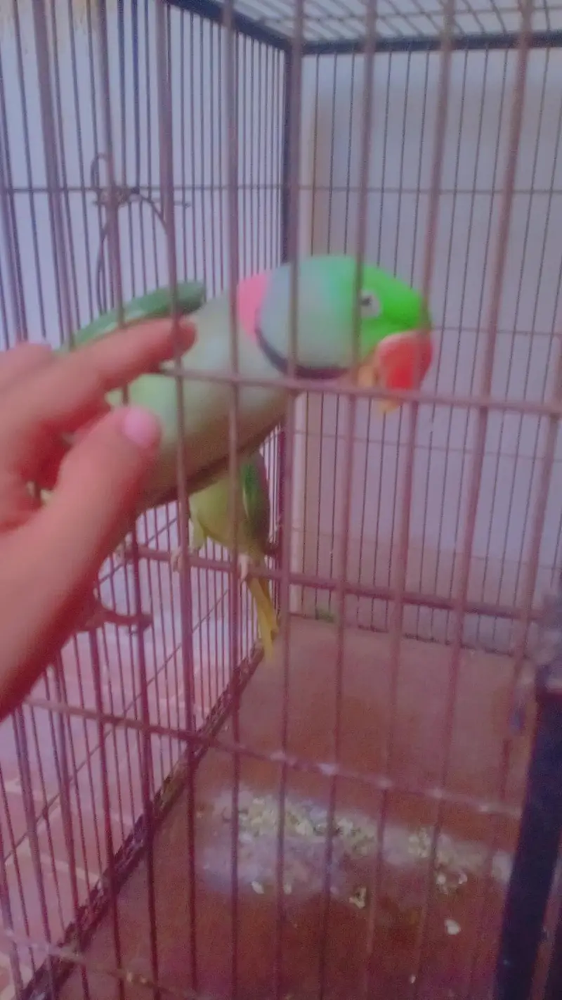 breedr pair ha bolta b ha whatsapp 03038180718 — photo 4
