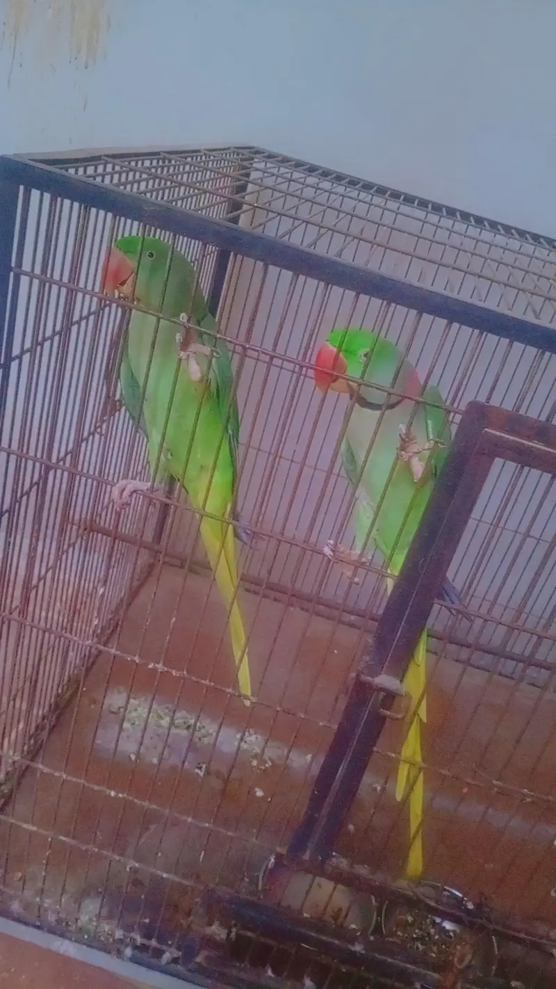 breedr pair ha bolta b ha whatsapp 03038180718 — photo 5