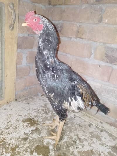 Aseel mugra or 3 Desi murgiya 5 goldan for sale