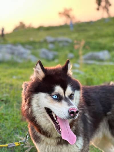 siberan  husky for sale triple coated odd eyes