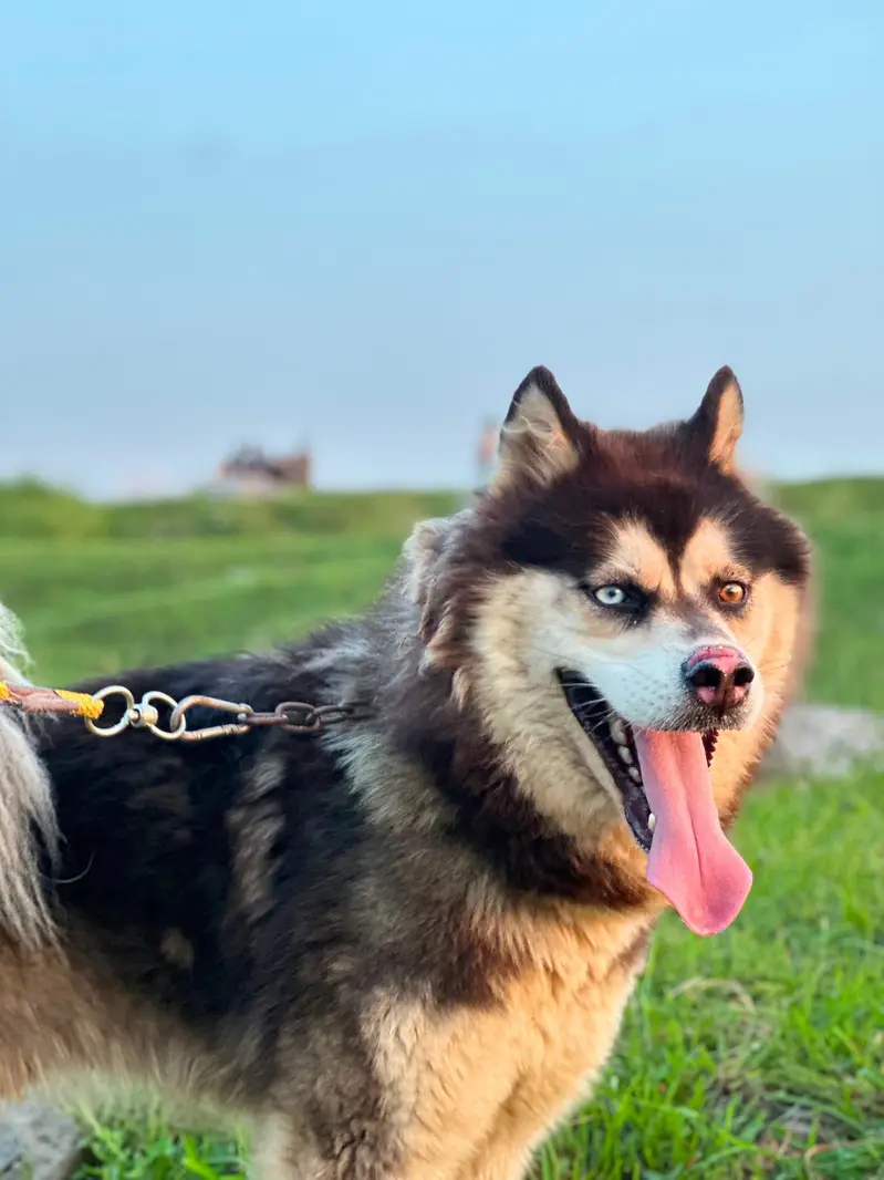 siberan  husky for sale triple coated odd eyes — photo 2