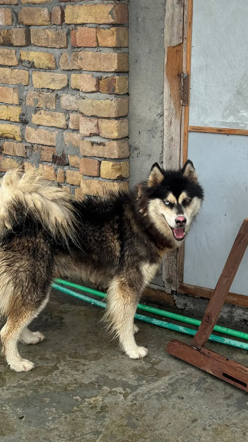 siberan  husky for sale triple coated odd eyes — photo 4
