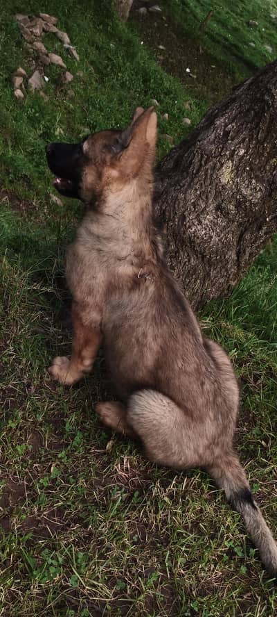 DDR  working line  GERMAN SHEPHERED  puppies for sale