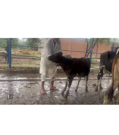 Heifer for sale 5 to 6 month age