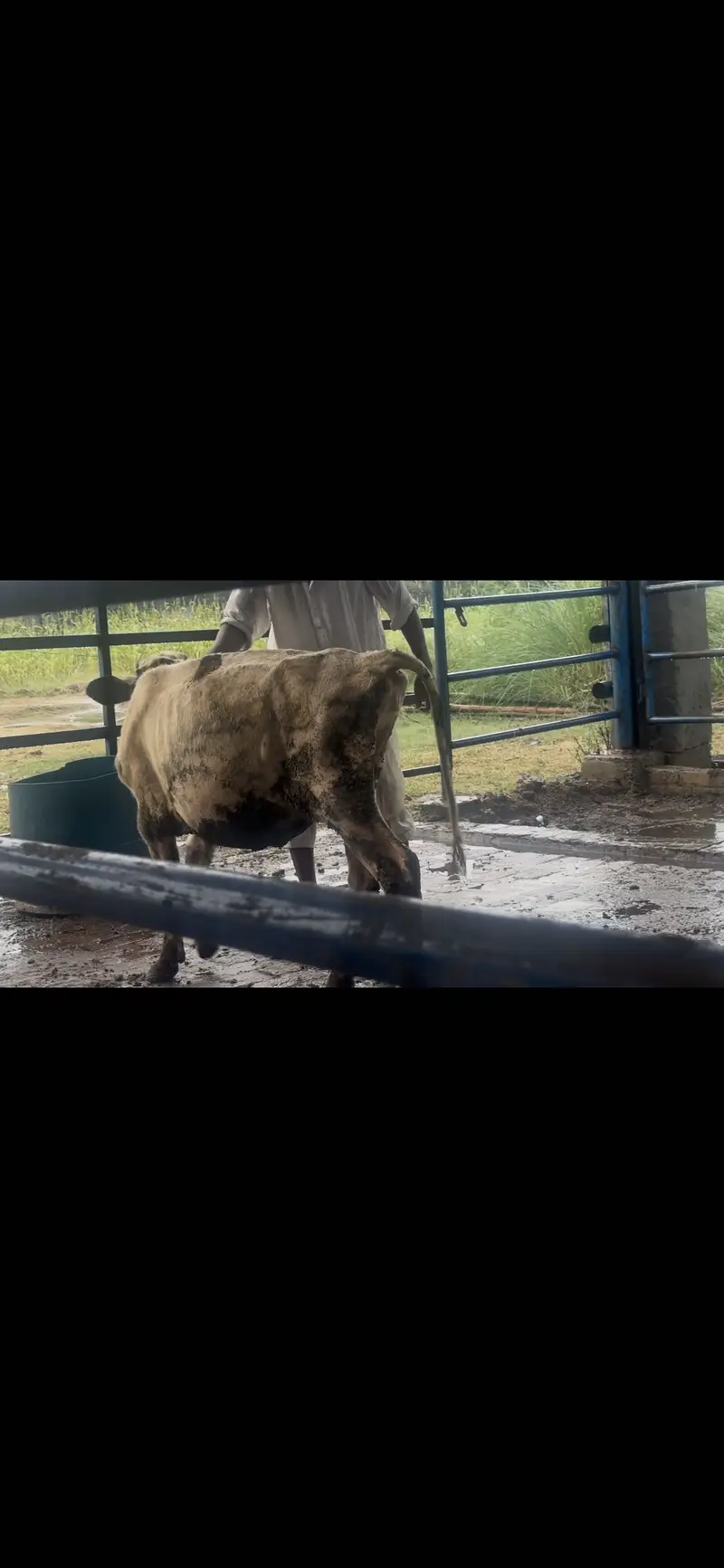 Heifer for sale 5 to 6 month age — photo 3