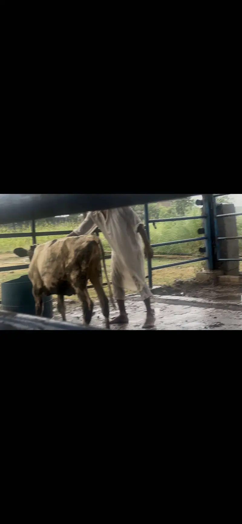 Heifer for sale 5 to 6 month age — photo 4