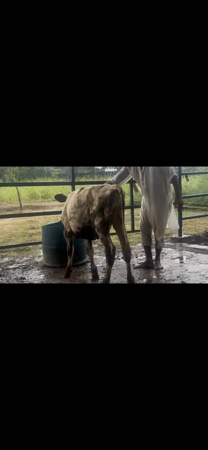 Heifer for sale 5 to 6 month age — photo 5