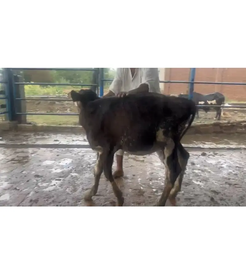 Heifer for sale 5 to 6 month age — photo 6