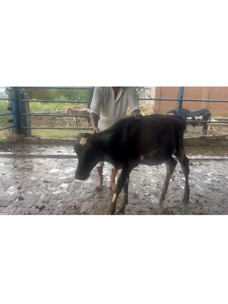 Heifer for sale 5 to 6 month age — photo 7