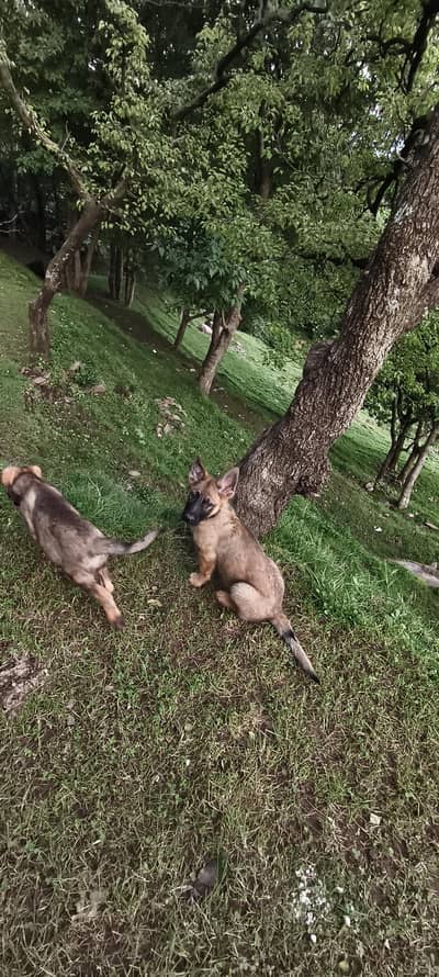 DDR working line german shepherd  | GSD puppies | german shepherd
