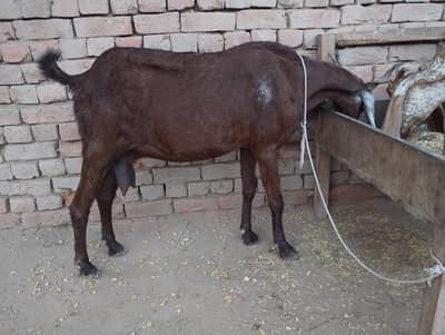 ghar ki pali hui hy