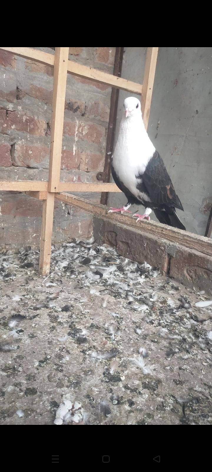 karblai 0