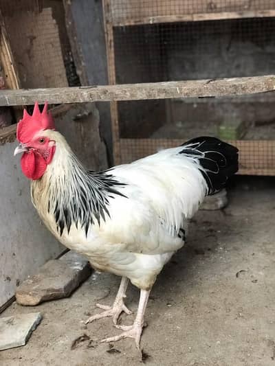 Light Sussex heritage male and RIR heritage Aseel Cross