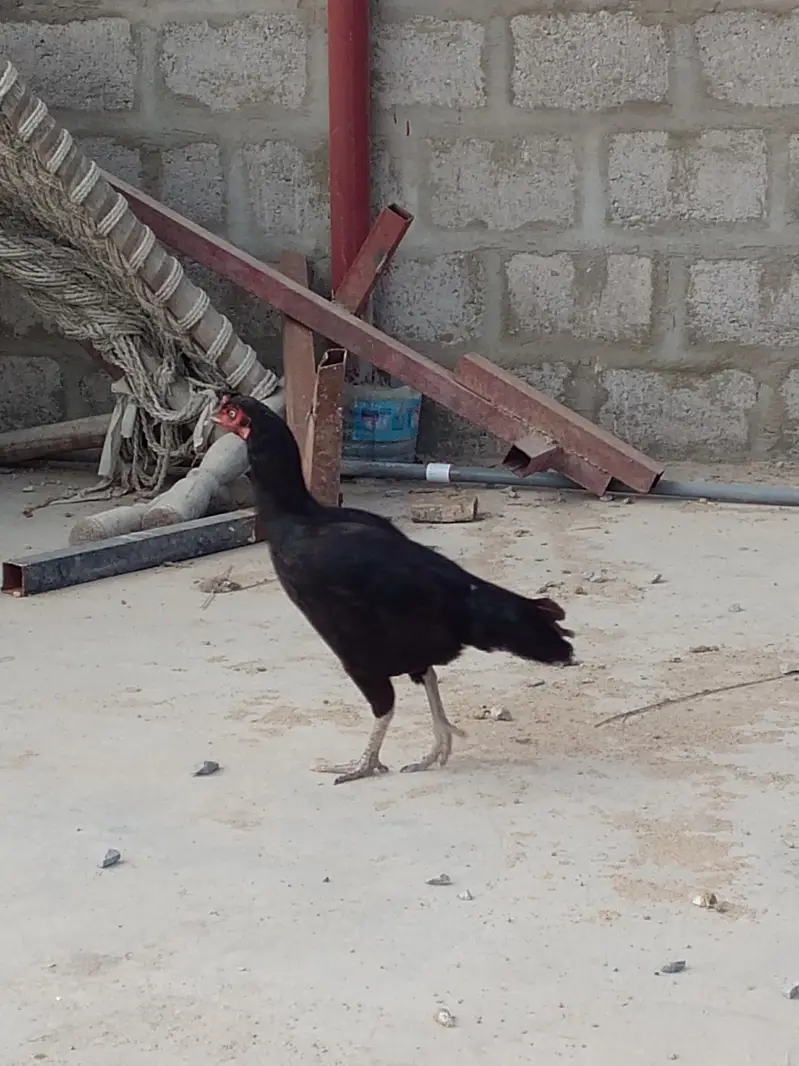 mushki madi or Sindhi madi — photo 2