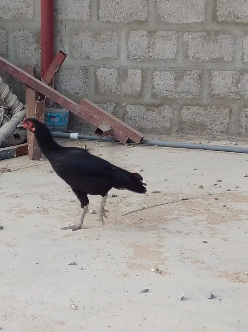 mushki madi or Sindhi madi — photo 4