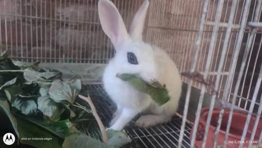 hotot cross female